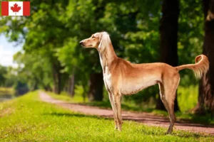 Lire la suite à propos de l’article Éleveurs de Saluki et chiots au Canada