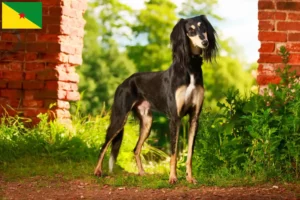 Lire la suite à propos de l’article Éleveurs de Saluki et chiots en Guyane française