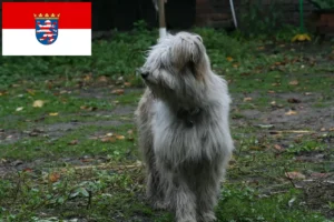 Lire la suite à propos de l’article Éleveurs de caniches et chiots en Hesse