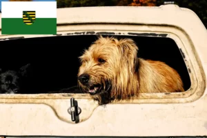Lire la suite à propos de l’article Éleveurs de caniches et chiots en Saxe