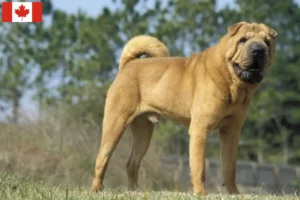 Lire la suite à propos de l’article Éleveurs de Shar Pei et chiots au Canada