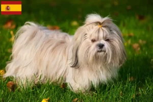 Lire la suite à propos de l’article Éleveurs de Shih Tzu et chiots en Espagne