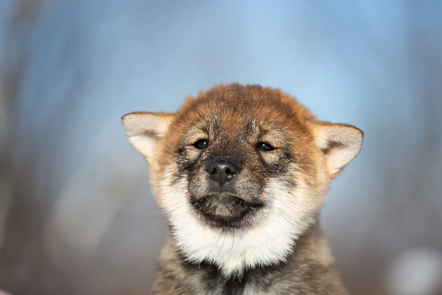 Acheter un chiot de Shikoku, c'est prendre ses responsabilités ! Acheter des chiots de Shikoku.