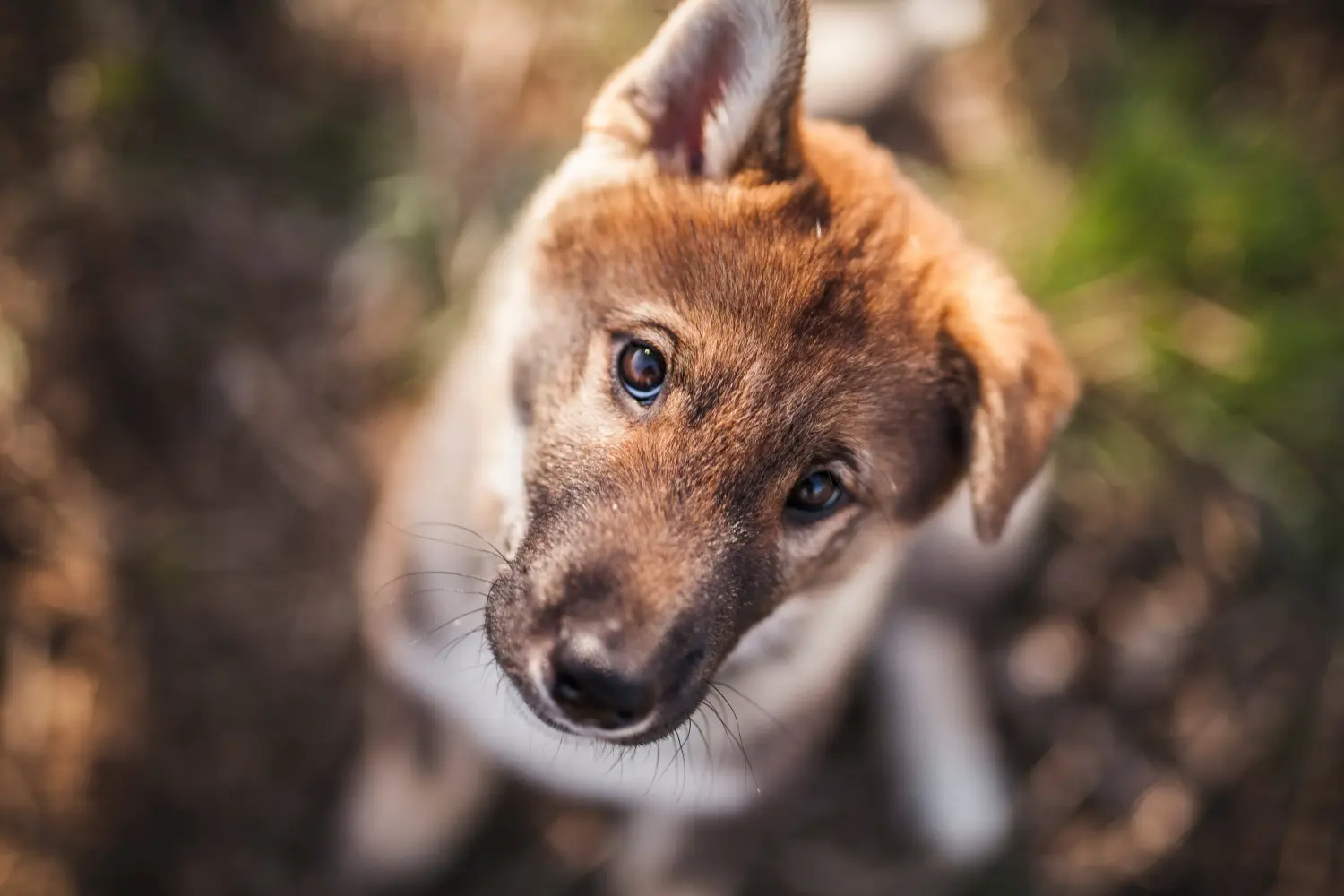 Acheter un chiot de Shikoku, c'est prendre ses responsabilités ! Acheter des chiots de Shikoku.