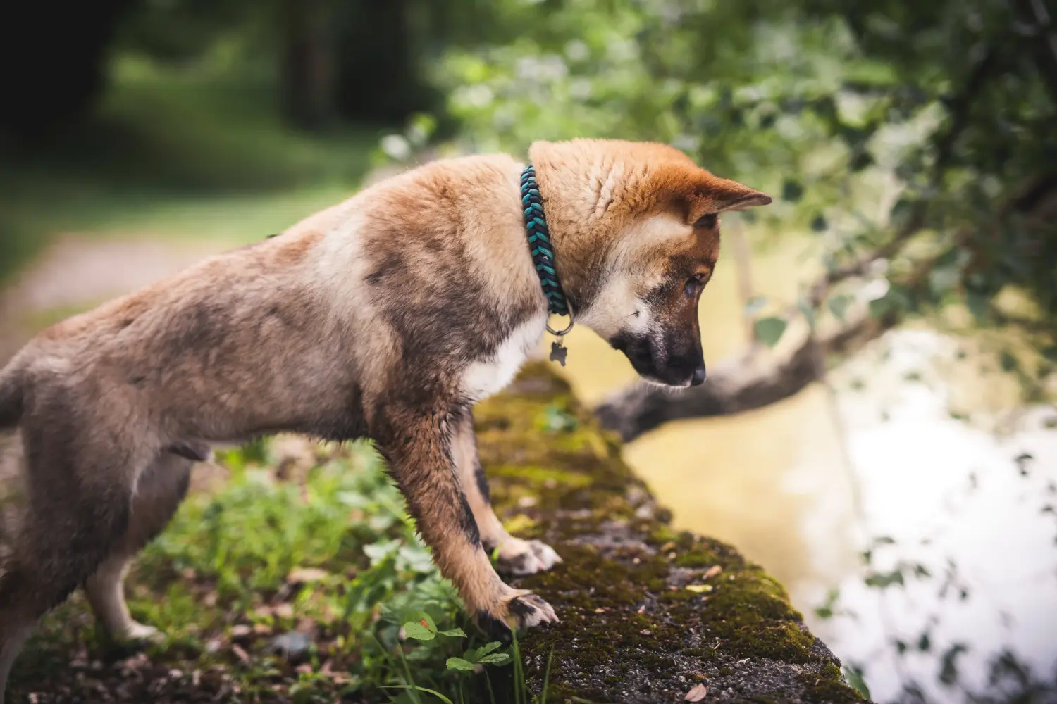 Acheter un chiot de Shikoku, c'est prendre ses responsabilités ! Acheter des chiots de Shikoku.