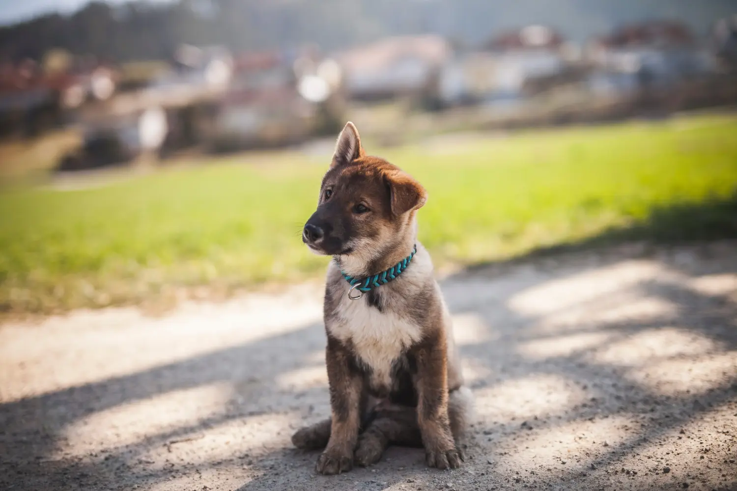 Acheter un chiot de Shikoku, c'est prendre ses responsabilités ! Acheter des chiots de Shikoku.
