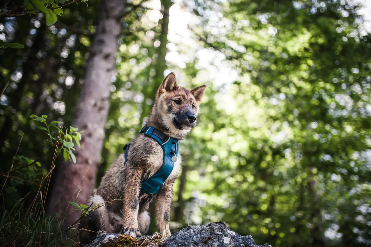 Acheter un chiot de Shikoku, c'est prendre ses responsabilités ! Acheter des chiots de Shikoku.