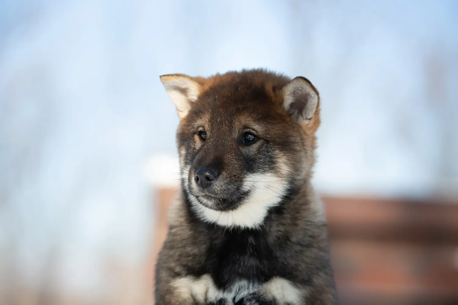 Acheter un chiot de Shikoku, c'est prendre ses responsabilités ! Acheter des chiots de Shikoku.