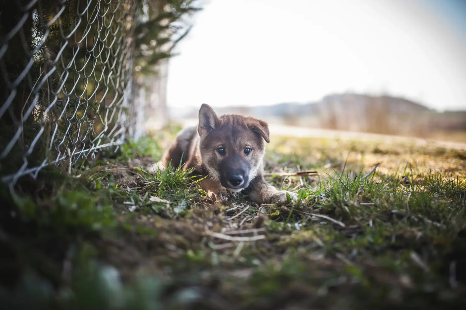 Acheter un chiot de Shikoku, c'est prendre ses responsabilités ! Acheter des chiots de Shikoku.