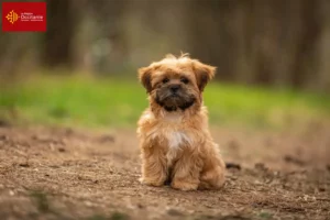 Lire la suite à propos de l’article Éleveurs de Shorkie et chiots en Occitanie