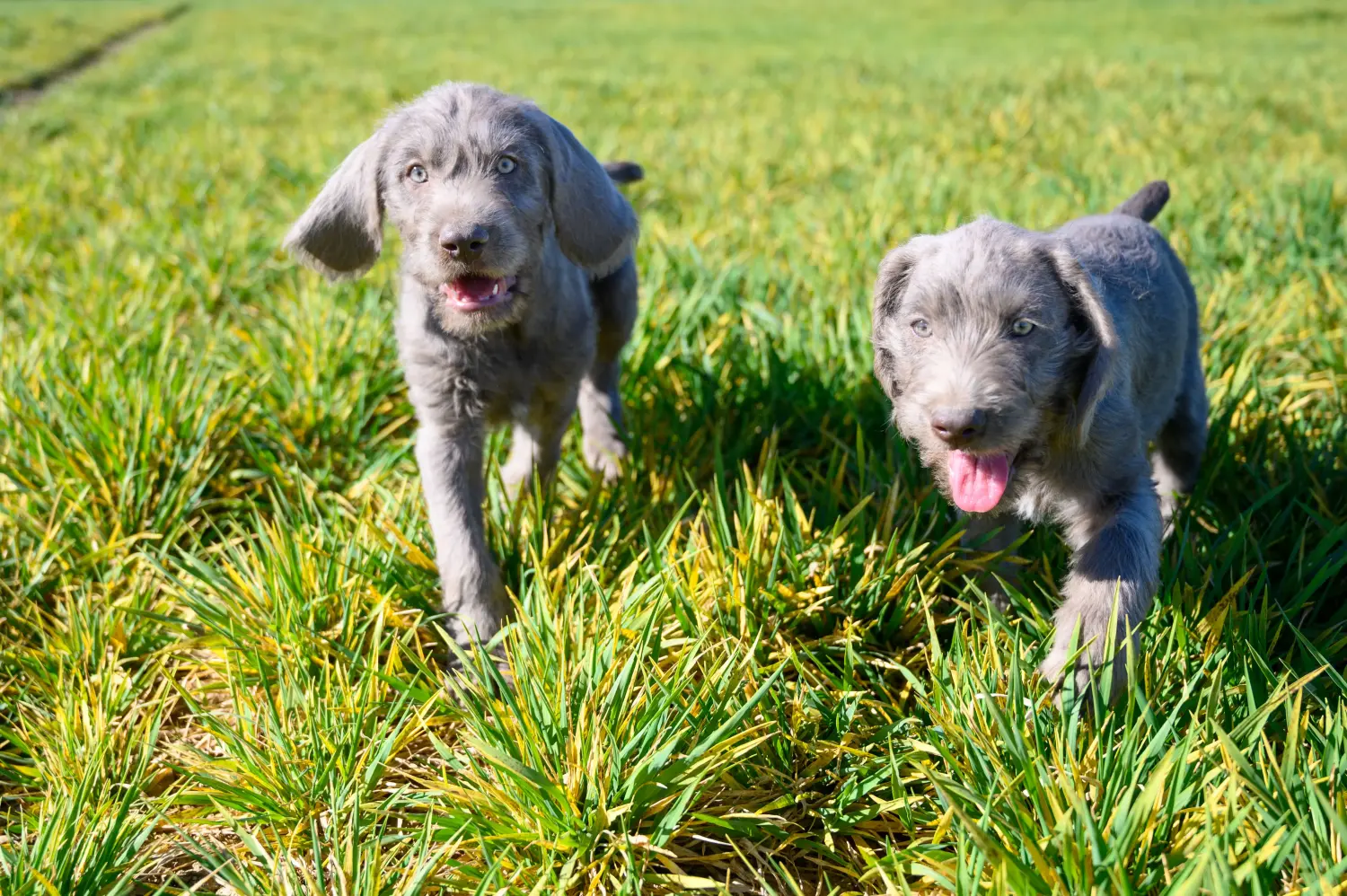 Acheter un chiot slovaque à poil dur, c'est prendre ses responsabilités ! Acheter des chiots slovaques à poil dur.