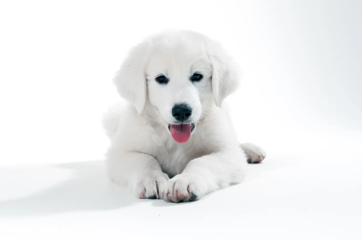 Acheter un chiot Slovensky Cuvac, c'est prendre ses responsabilités ! Acheter des chiots Slovensky Cuvac.