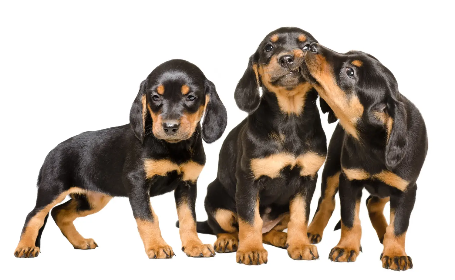 Acheter un chiot Slovenský kopov, c'est prendre ses responsabilités ! Acheter des chiots Slovenský kopov.