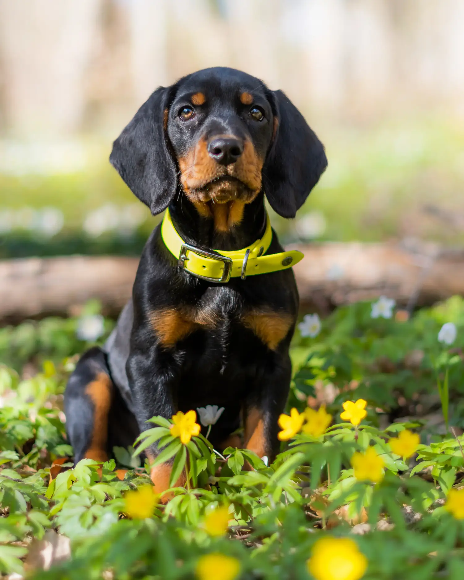Acheter un chiot Slovenský kopov, c'est prendre ses responsabilités ! Acheter des chiots Slovenský kopov.