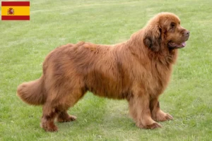 Lire la suite à propos de l’article Éleveurs de Terre-Neuve et chiots en Espagne