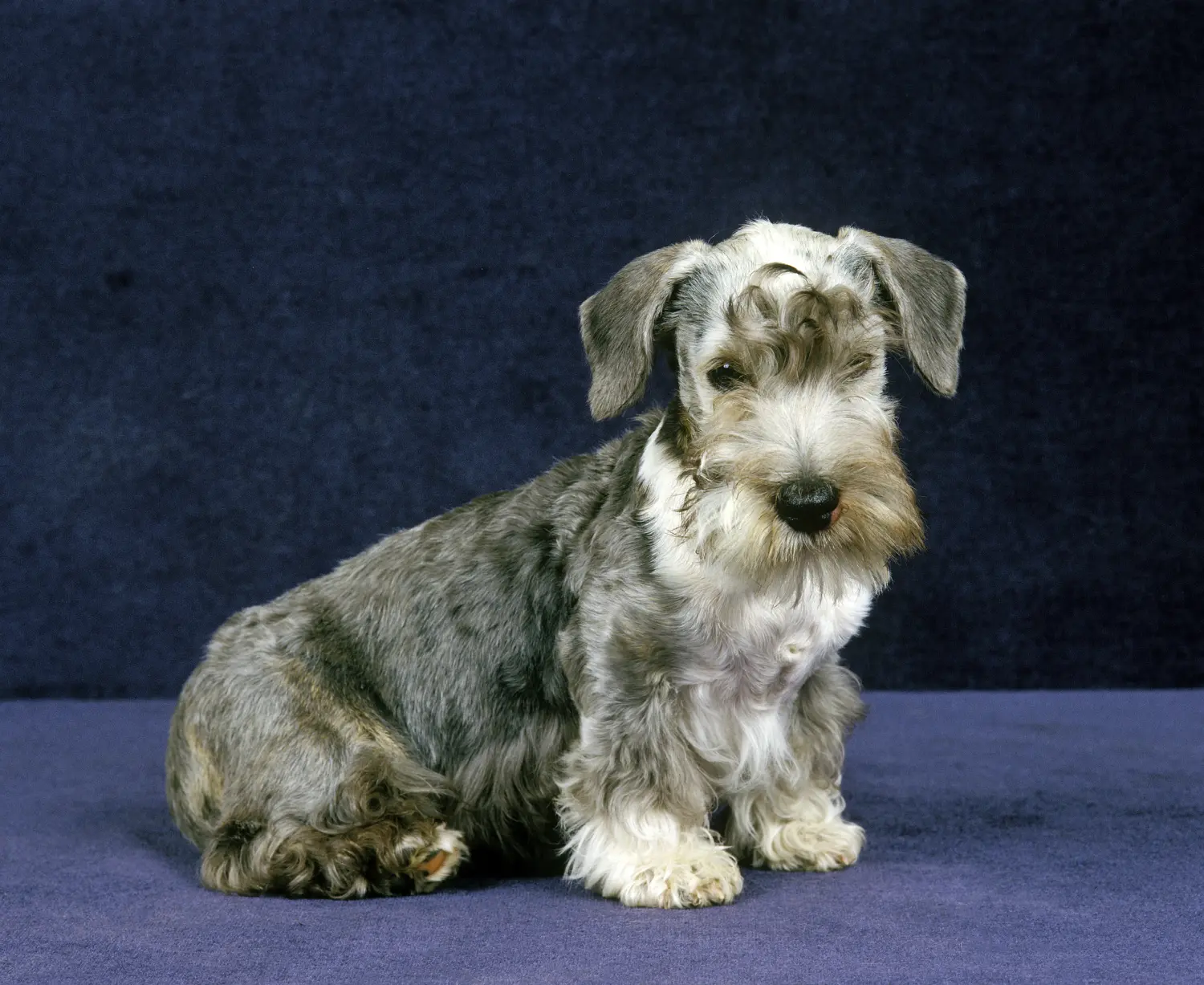 Acheter un chiot Terrier tchèque, c'est prendre ses responsabilités ! Acheter un chiot terrier tchèque.