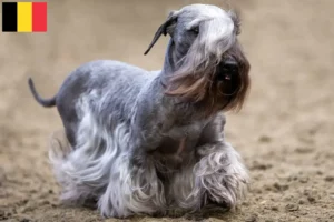 Lire la suite à propos de l’article Terrier tchèque éleveur et chiots en Belgique