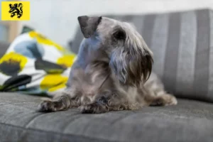 Lire la suite à propos de l’article Terrier tchèque éleveur et chiots en Flandre