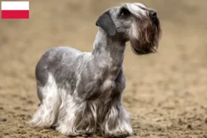 Lire la suite à propos de l’article Terrier tchèque éleveur et chiots en Pologne