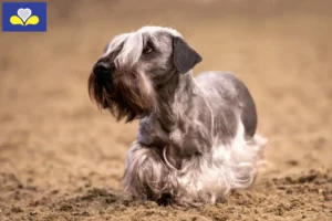 Lire la suite à propos de l’article Terrier tchèque éleveur et chiots en Région de Bruxelles-Capitale