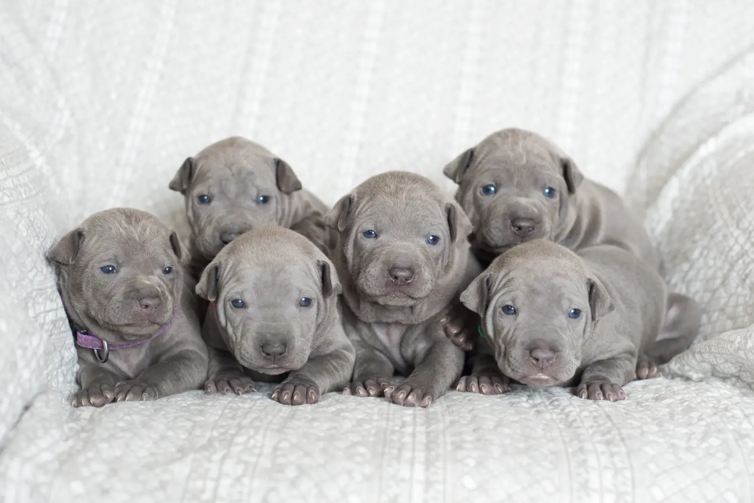 Acheter un chiot Ridgeback thaïlandais, c'est prendre ses responsabilités ! Acheter des chiots Ridgeback thaïlandais.