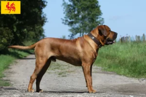 Lire la suite à propos de l’article Tosa éleveurs et chiots en Région wallonne