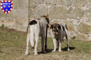 Lire la suite à propos de l’article Transmontano chien de berger éleveurs et chiots en Centre-Val de Loire
