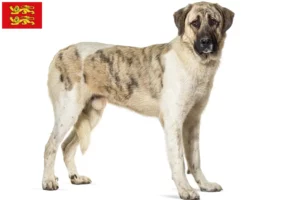 Lire la suite à propos de l’article Transmontano chien de berger éleveurs et chiots en Normandie