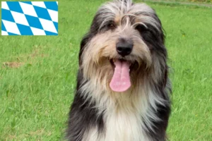 Lire la suite à propos de l’article Éleveurs de Wäller et chiots en Bavière