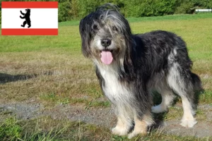 Lire la suite à propos de l’article Éleveurs de Wäller et chiots à Berlin