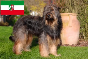 Lire la suite à propos de l’article Éleveurs de Wäller et chiots en Rhénanie-du-Nord-Westphalie
