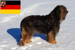 Lire la suite à propos de l’article Éleveurs de Wäller et chiots en Rhénanie-Palatinat