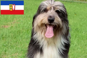 Lire la suite à propos de l’article Éleveurs de Wäller et chiots dans le Schleswig-Holstein
