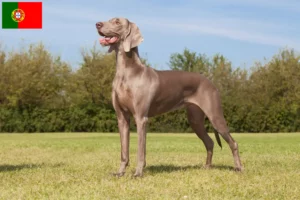 Lire la suite à propos de l’article Éleveurs de weimarans et chiots au Portugal