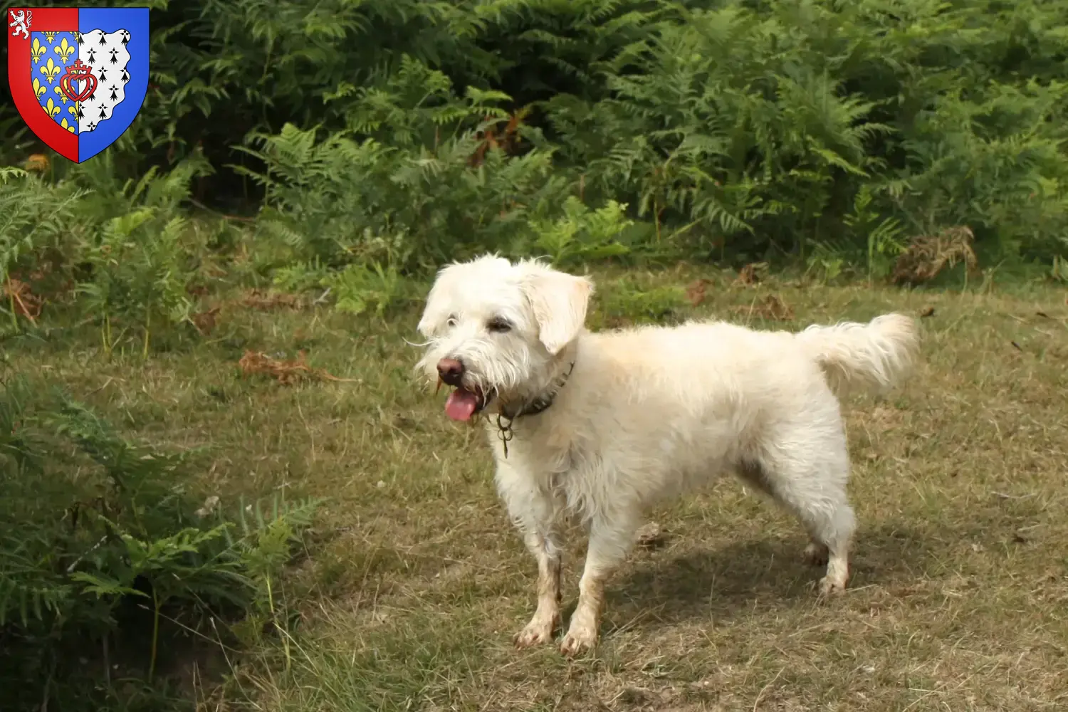 Westiepoo chiots et éleveurs Pays de la Loire Ici tu trouves des éleveurs de Westiepoos en Pays de la Loire.