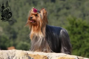 Lire la suite à propos de l’article Éleveurs de Yorkshire Terriers et chiots en Nouvelle-Calédonie