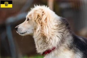 Lire la suite à propos de l’article Aidi éleveurs et chiots en Baden-Württemberg