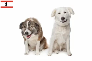 Lire la suite à propos de l’article Aidi éleveurs et chiots à Berlin