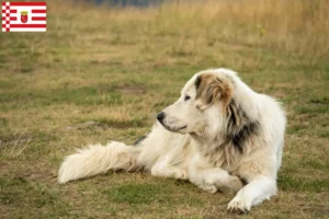 Lire la suite à propos de l’article Aidi éleveurs et chiots à Bremen