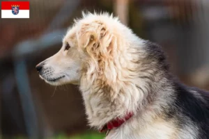 Lire la suite à propos de l’article Aidi éleveurs et chiots en Hesse