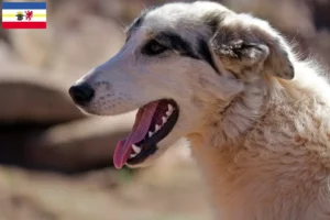 Lire la suite à propos de l’article Aidi éleveurs et chiots dans le Mecklembourg-Poméranie occidentale