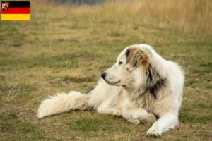 Lire la suite à propos de l’article Aidi éleveurs et chiots en Rhénanie-Palatinat