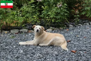 Lire la suite à propos de l’article Aidi éleveurs et chiots en Rhénanie du Nord-Westphalie