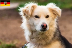 Lire la suite à propos de l’article Aidi éleveurs et chiots en Sarre