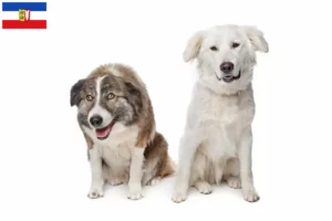 Lire la suite à propos de l’article Aidi éleveurs et chiots dans le Schleswig-Holstein