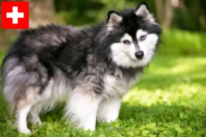 Lire la suite à propos de l’article Alaskan Klee Kai Éleveurs et chiots en Suisse