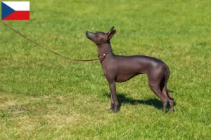 Lire la suite à propos de l’article Éleveurs de chiens nus péruviens et chiots en République tchèque