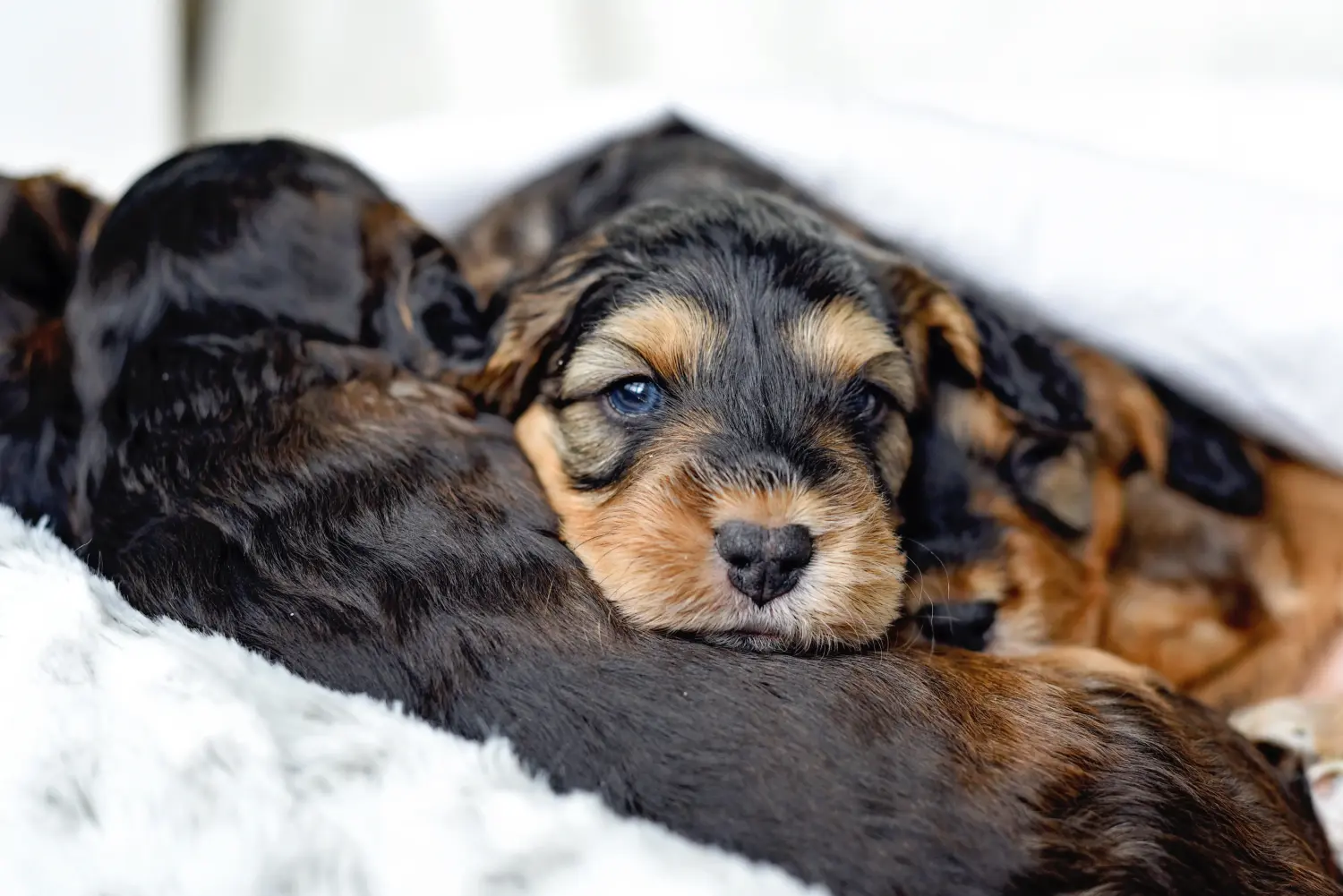 Acheter un chiot Cockapoo, c'est prendre ses responsabilités ! Acheter des chiots Cockapoo.