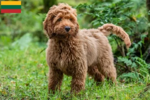 Lire la suite à propos de l’article Éleveurs de Cockapoo et chiots en Lituanie