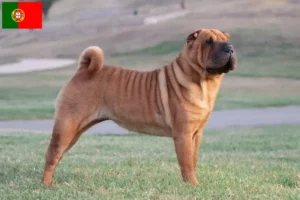 Lire la suite à propos de l’article Éleveurs de Shar Pei et chiots au Portugal